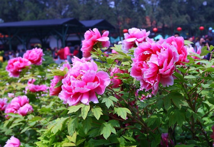 上陽(yáng)宮酒店宴會(huì)廳里杜康洛陽(yáng)牡丹花會(huì)冠名簽約儀式